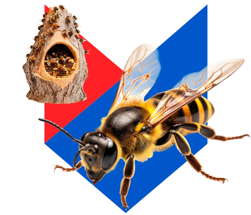 Оса Оса